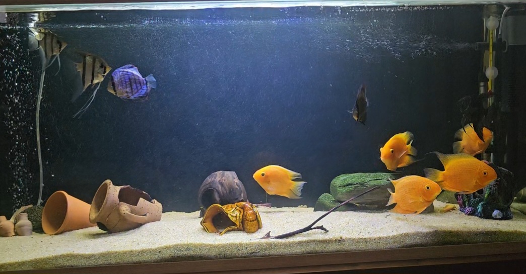 Image of Akvarium in Akvarium